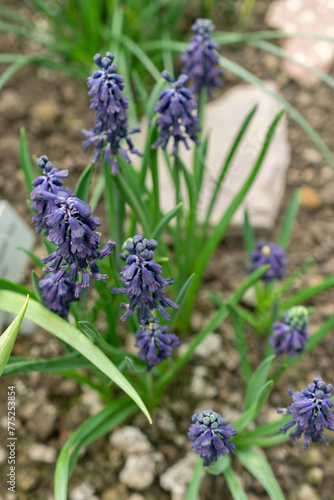 Bellevalia Atroviolacea flowers in Saint Gallen in Switzerland photo