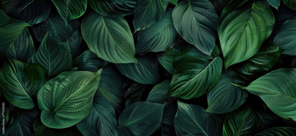 Lily leaves are thick and lush green, exotic plants in tropical climates Lily leaves are thick and lush green, exotic plants in tropical climates