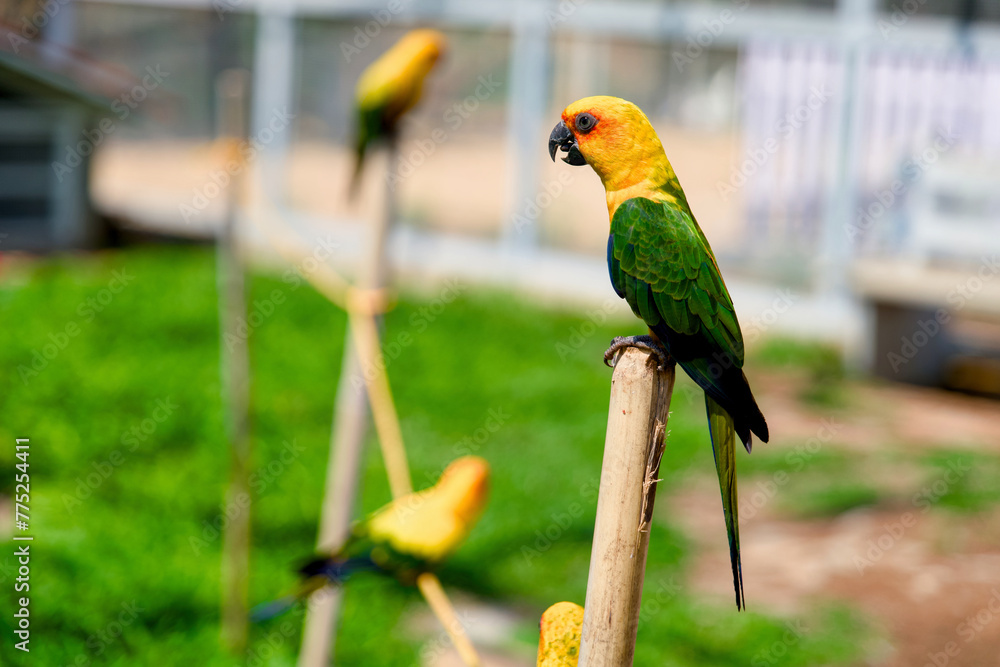 Obraz premium Beautiful yellow parrot sitting on a branch in the garden