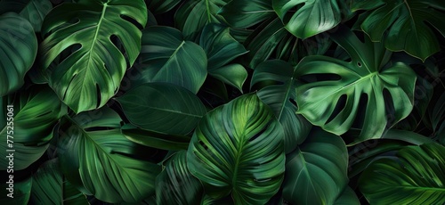 Lush green monstera leaves background, exotic tropical plant