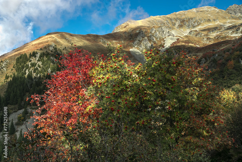 Couleurs d' automne avec les myrtilliers ,dans la chaîne de Belledonne , vue sur le Crêt du Chien , Isère ,Alpes France