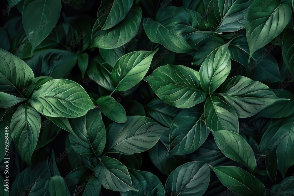 Top view of lush green tropical leaves texture backgrounds Top view of lush green tropical leaves texture backgrounds