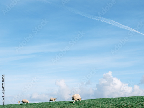 Sheep on the Zuidermeerdijk - Schapen op de Zuidermeerdijk - Noordoostpolder, Flevoland province, The Netherlands