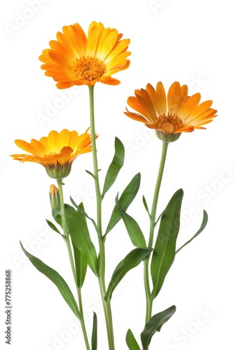 Bright orange flowers with green leaves in a decorative vase. Suitable for home decor or floral arrangements