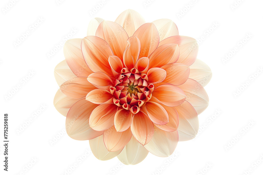 Peach Dahlia Flower Isolated on White Transparent Background, PNG
