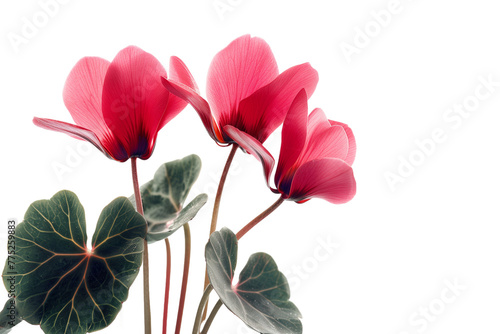 Striking Cyclamen Flowers in Pink Isolated on White Transparent Background, PNG
 photo