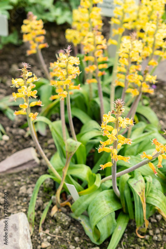 Orchid like cape cowslip or Lachenalia Orchioides flowers in Saint Gallen in Switzerland photo