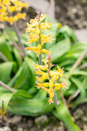 Orchid like cape cowslip or Lachenalia Orchioides flowers in Saint Gallen in Switzerland photo