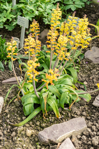 Orchid like cape cowslip or Lachenalia Orchioides flowers in Saint Gallen in Switzerland photo