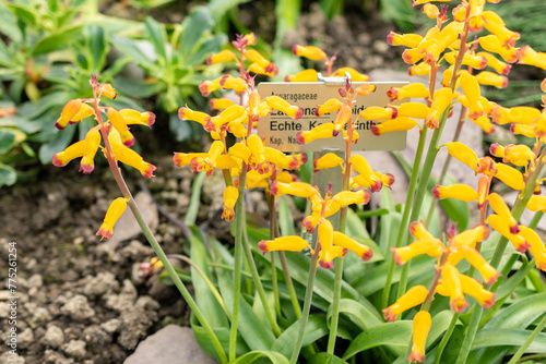 Lachenalia Aloides flowers in Saint Gallen in Switzerland photo