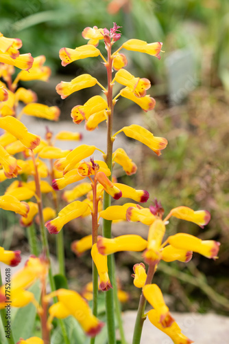 Lachenalia Aloides flowers in Saint Gallen in Switzerland photo