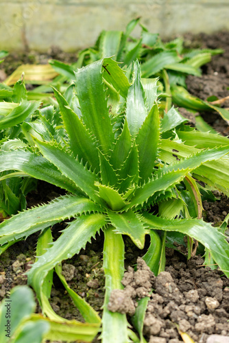 Eryngium Agavifolium plant in Saint Gallen in Switzerland photo