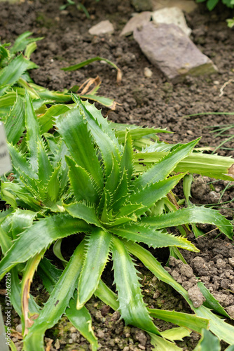 Eryngium Agavifolium plant in Saint Gallen in Switzerland photo