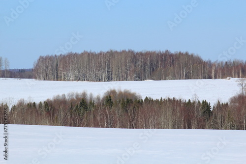 Wallpaper Mural landscapes of forests and fields of northeastern Europe in early April on a sunny day Torontodigital.ca