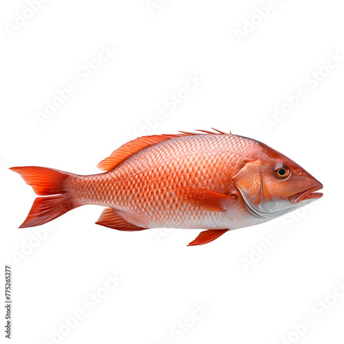 fish isolated photography transparent background