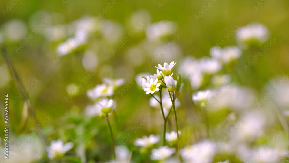 small white wild flowers in the wind, macro video small white wild flowers in the wind, macro video