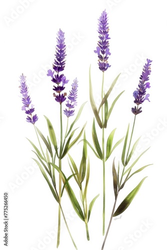 A painting of lavender flowers on a white background. Suitable for botanical illustrations