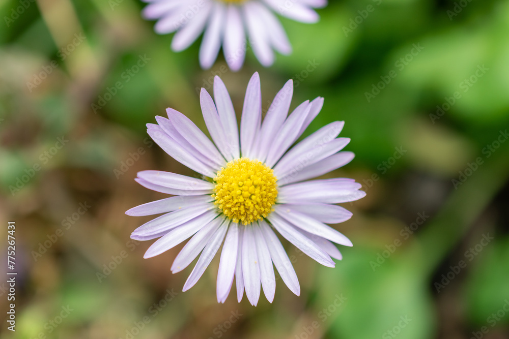 Bellis Rotundifolia flowers in Saint Gallen in Switzerland Bellis Rotundifolia flowers in Saint Gallen in Switzerland