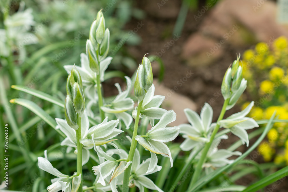 Drooping star of Bethlehem or Ornithogalum Nutans flowers in Saint Gallen in Switzerland Drooping star of Bethlehem or Ornithogalum Nutans flowers in Saint Gallen in Switzerland
