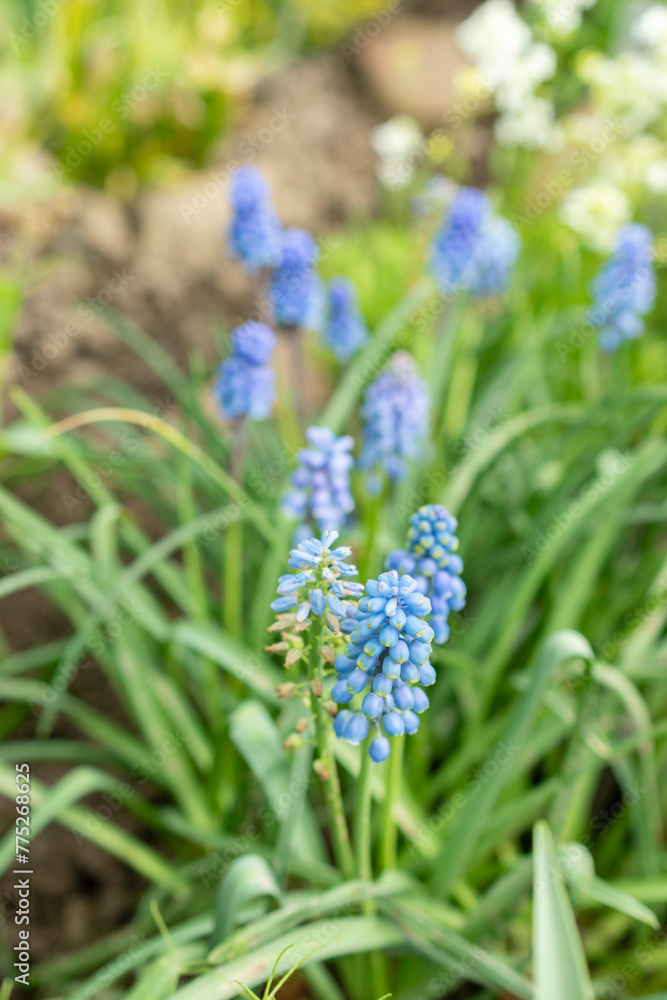 Grape hyacinth or Muscari Botryoides flowers in Saint Gallen in Switzerland Grape hyacinth or Muscari Botryoides flowers in Saint Gallen in Switzerland