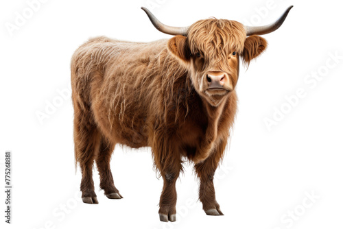 Majestic Brown Cow With Long Horns. White or PNG Transparent Background.
