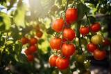 Fresh organic ripe tomatoes branch growing in greenhouse