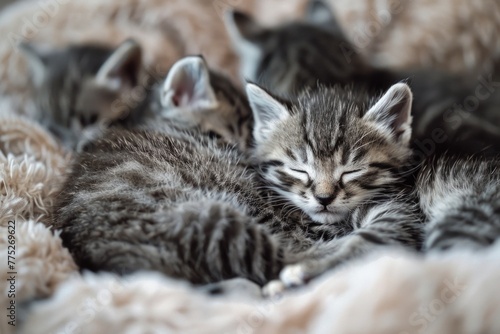 Adorable kittens cuddled up on a cozy blanket. Perfect for pet lovers