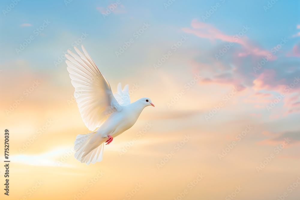 White dove on gradient sky background representing the World Peace Day celebration