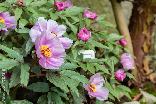 Balearic peony or Paeonia Cambessedesii plant in Saint Gallen in Switzerland photo