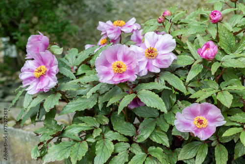 Fototapeta Naklejka Na Ścianę i Meble -  Balearic peony or Paeonia Cambessedesii plant in Saint Gallen in Switzerland