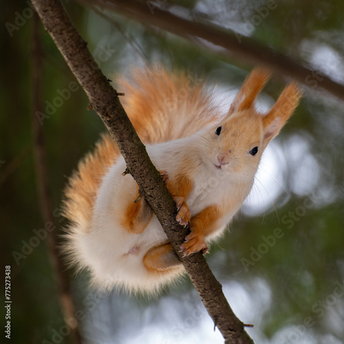a cute smiling blondie red squirrel is sitting on a tree branch in the winter forest on a bright blurred background with bokeh 