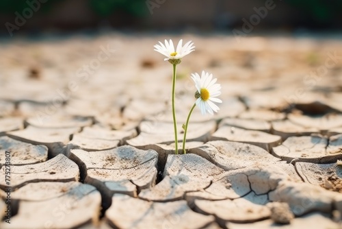 Two daisies defy harsh conditions, emerging through cracked, dry soil, symbolizing hope and resilience. Daisies Blooming in Arid Cracked Earth © Anatolii
