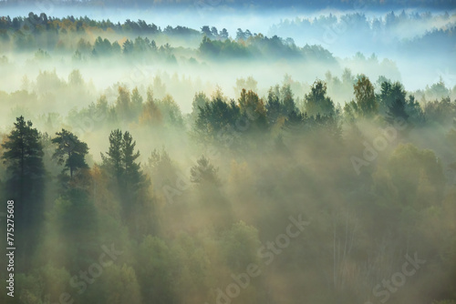 Autumn forest in the morning fog in the delightful rays of the sun. Scenery. Background.