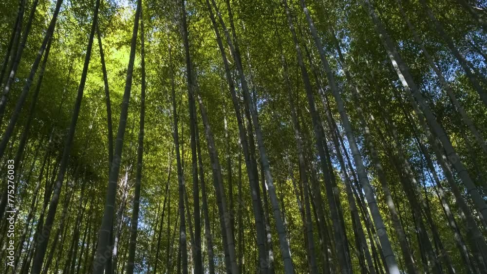 Bamboo forest in springtime. Abstract tree nature background Bamboo forest in springtime. Abstract tree nature background