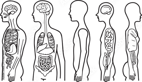Human digestive system anatomy line icon on white background