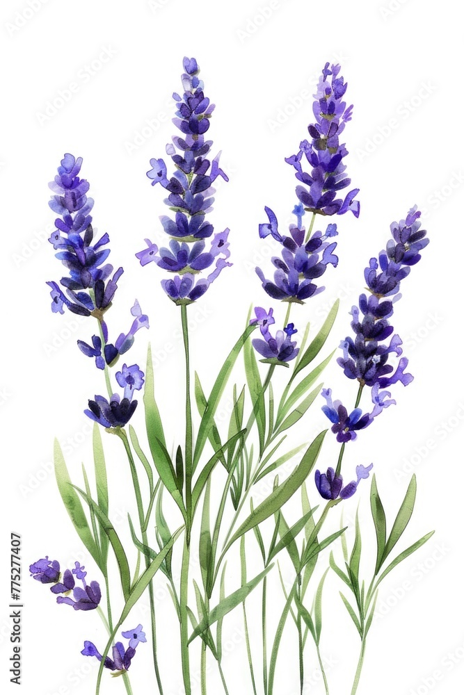 Naklejka premium Beautiful lavender flowers on a clean white background, perfect for various design projects