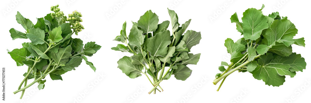 Fototapeta premium Lambsquarters cutout png transparent background
