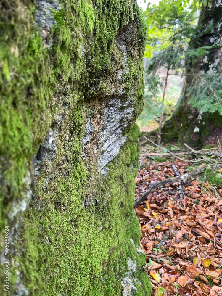 moss on the stone moss on the stone
