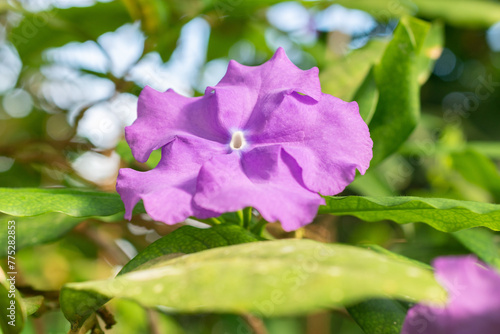 Brunfelsia Pauciflora plant in Saint Gallen in Switzerland photo