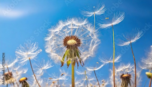 Dandelion Seeds Blowing in the Wind against a Clear Blue Sky  Symbol of Change and New Beginnings