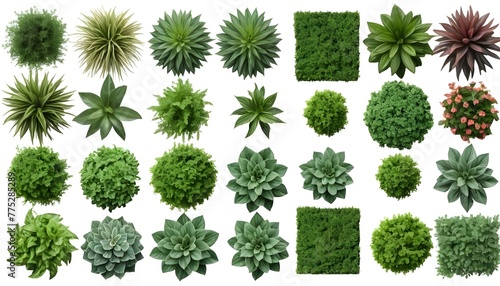 set of plants in top view isolated png on transparent background for garden and landscape architecture