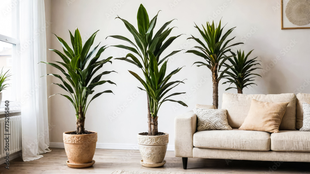 Different types of indoor plants are dracaena in ceramic flower pots on floor in corner of cozy Scandinavian style living room. Natural side lighting of houseplant.