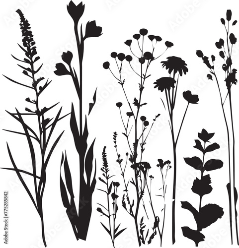 Black silhouettes of plants on white background © Qurban Vector & Ai