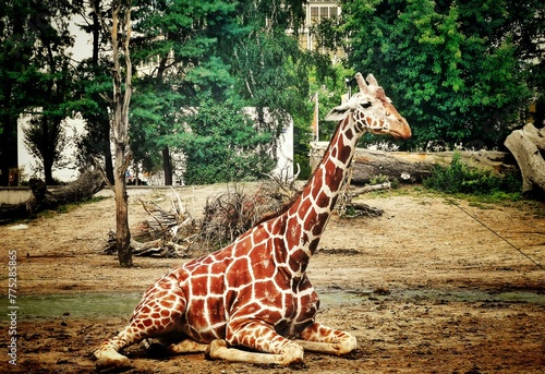 Photography giraffe in the zoo