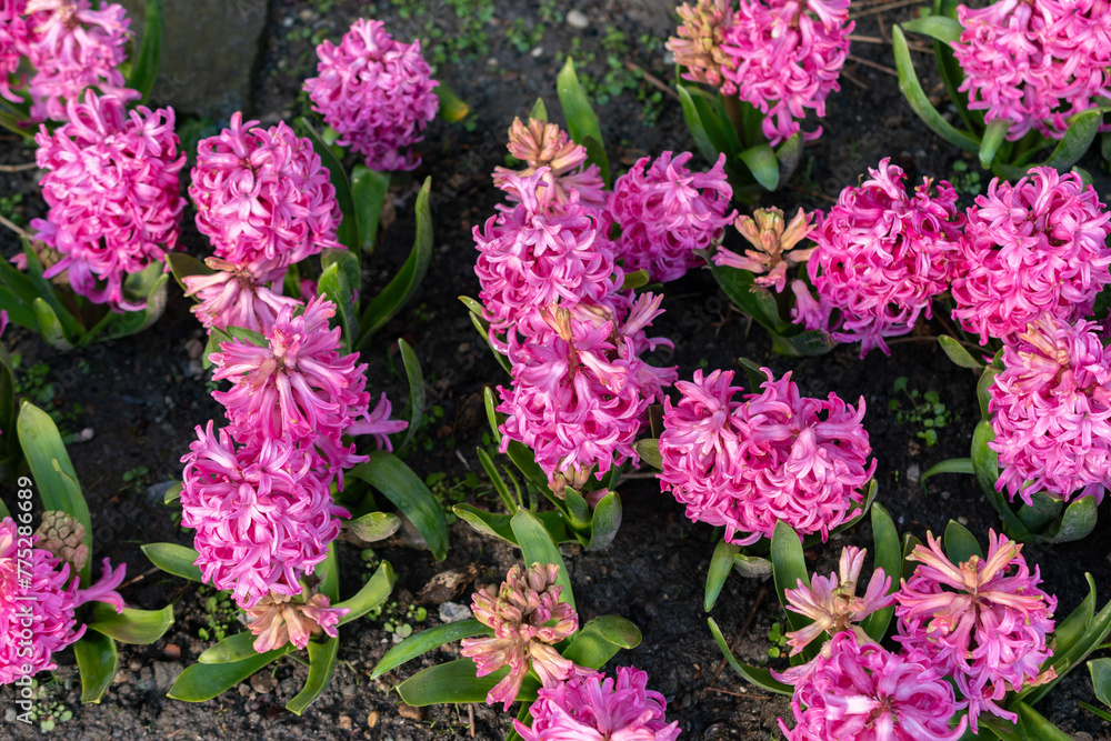 Hyacinthus Orientalis flowers in Saint Gallen in Switzerland Hyacinthus Orientalis flowers in Saint Gallen in Switzerland