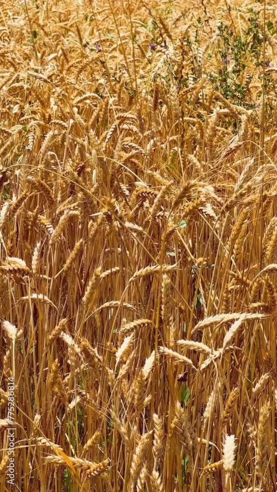 Wheat ears in the mountains of Tajikistan. Fields of golden barley on a sunny day. Yellow wheat fields under the mountains are swaying in the wind. Agricultural industry. Agricultural field. 4К Wheat ears in the mountains of Tajikistan. Fields of golden barley on a sunny day. Yellow wheat fields under the mountains are swaying in the wind. Agricultural industry. Agricultural field. 4К