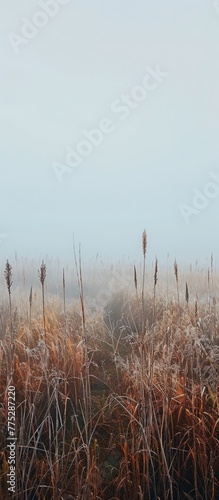 fog in the field landscape.