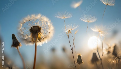 dandelion seeds flying next to a flower on a blue background botany and the nature of flowers