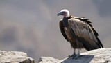 a-vulture-with-its-wings-folded-perched-on-a-rock-upscaled_8