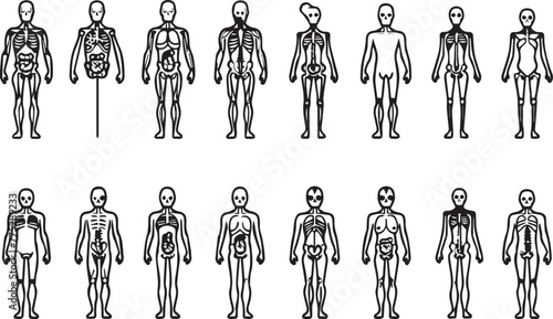 Human Body Line Vector in modern thin line style of human anatomy icons